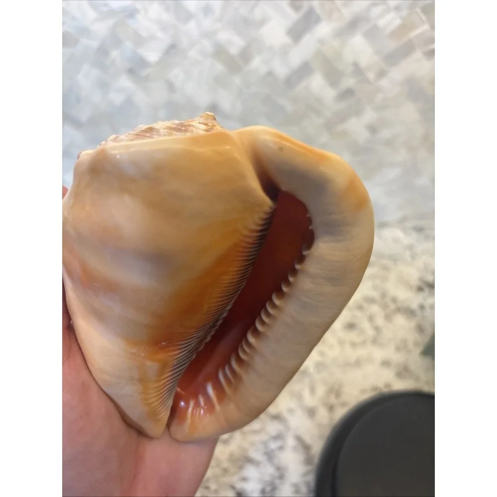 Natural Bullmouth Helmet Bull's Mouth Conch Shell Cypraecassis Rufa Tank‎ Decor